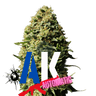 AK47 Auto Cannabis-Samen