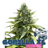 GORILLA XL Auto Cannabis-Samen