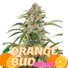 ORANGE BUD Auto Cannabis-Samen