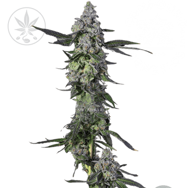 Apples & Bananas - Compound Genetics