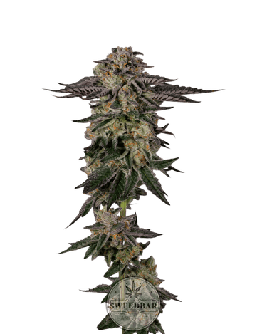 Biscotti Cannabis-Samen
