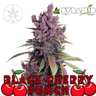 Black Cherry Punch - Pyramid Seeds