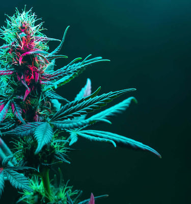 Selfmade420 - Cannabis-/Weiterverarbeitung