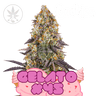 Gelato #45 - Cookie Fam Genetics