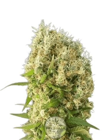 Gorilla Glue x Dosidos Cannabis-Samen