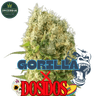 Gorilla Glue x Dosidos Cannabis-Samen