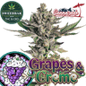 GRAPES & CREME Steckling
