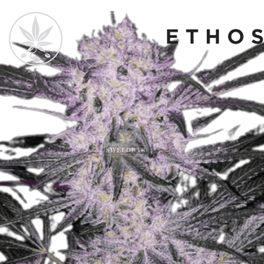 Lilac Cookies - Ethos Genetics