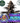 MIRACLE ALIEN COOKIES (MAC) Steckling