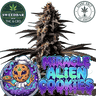 MIRACLE ALIEN COOKIES (MAC) Steckling