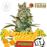 Mimosa Orange Punch - Barneys Farm