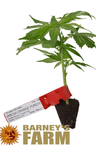 Mimosa Orange Punch Steckling - Barneys Farm