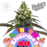Rainbow Sherbert 11 - Blimburn Seeds