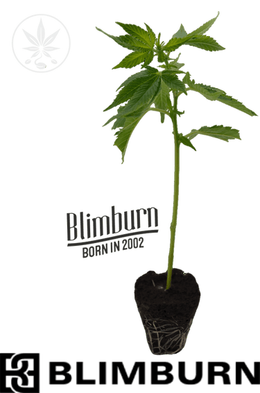 Rainbow Sherbert 11 Steckling  - Blimburn Seeds