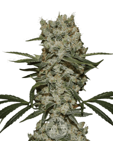 Super Silver x OG Kush Cannabis-Samen