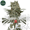 Super Silver x OG Kush Cannabis-Samen