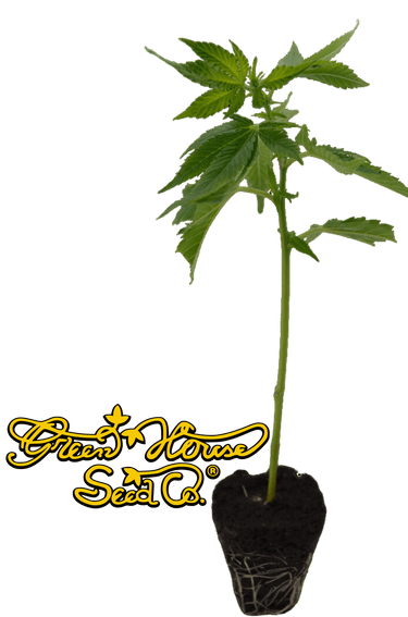 Super Silver Haze Steckling - Green House Seeds