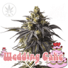 Wedding Cake - Seed Junky Genetics
