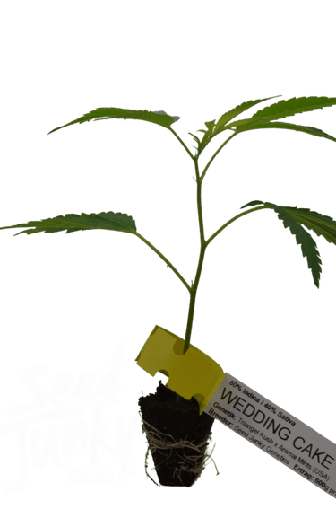 Wedding Cake Steckling - Seed Junky Genetics