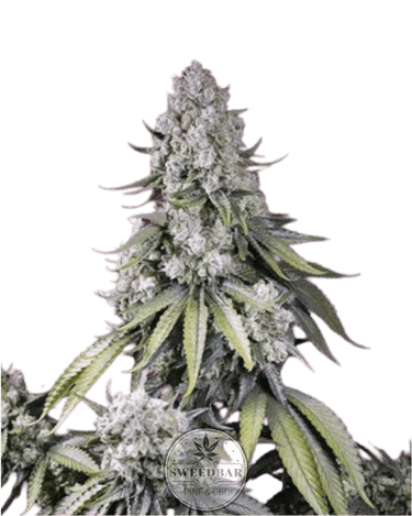 Zkittlez x Dosidos Cannabis-Samen