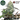 AK47 Steckling