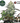 AK47 Steckling