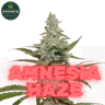 AMNESIA HAZE Steckling