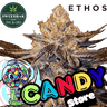 CANDY STORE Steckling