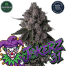 JOKERZ 31 Steckling