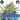 NORTHERN LIGHTS Steckling
