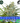 NORTHERN LIGHTS Steckling