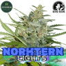 NORTHERN LIGHTS Steckling