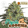 PEYOTE COOKIES Steckling