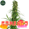 SOMANGO Auto Cannabis-Samen