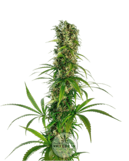 SOMANGO Auto Cannabis-Samen