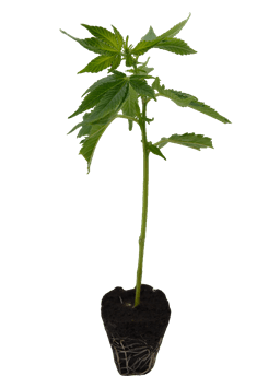 Cannabis THC-Steckling